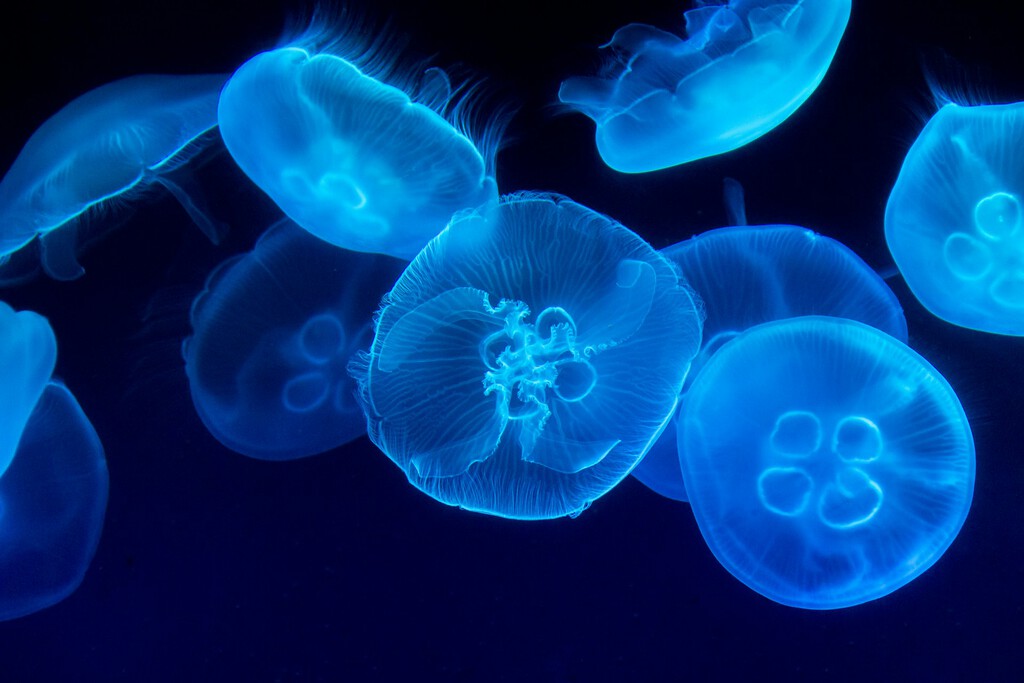 Explorar las profundidades del océano es un reto colosal. Alguien ha tenido una idea: convertir a las medusas en «cyborgs»
